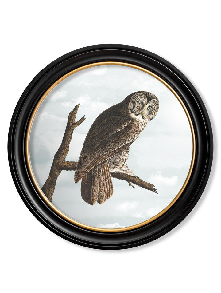 c.1838 Audubon's Owls - Round Frame - TheArtistsQuarter