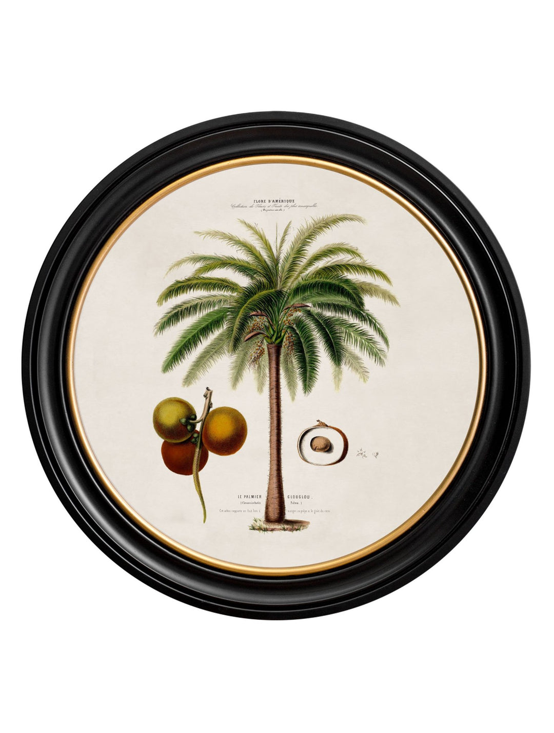 c.1843 Studies of South American Palm Trees in Round Frames - TheArtistsQuarter