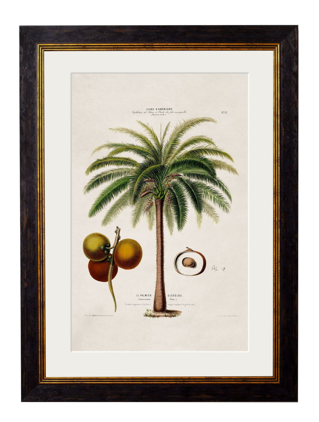 c.1843 Studies of South American Palm Trees - TheArtistsQuarter