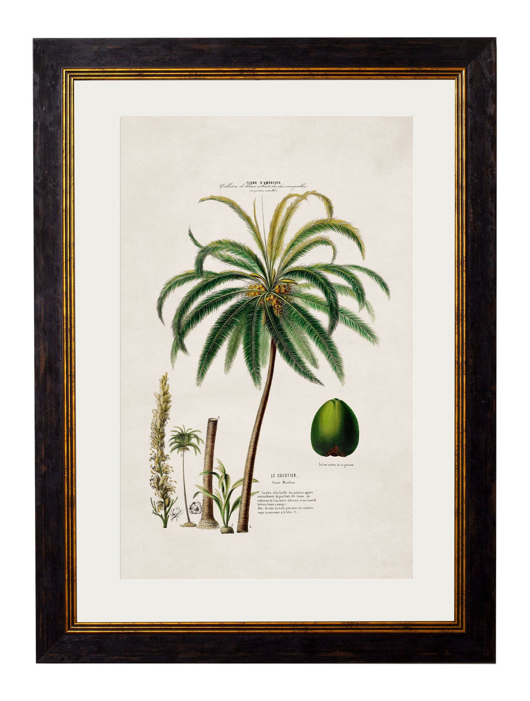 c.1843 Studies of South American Palm Trees - TheArtistsQuarter