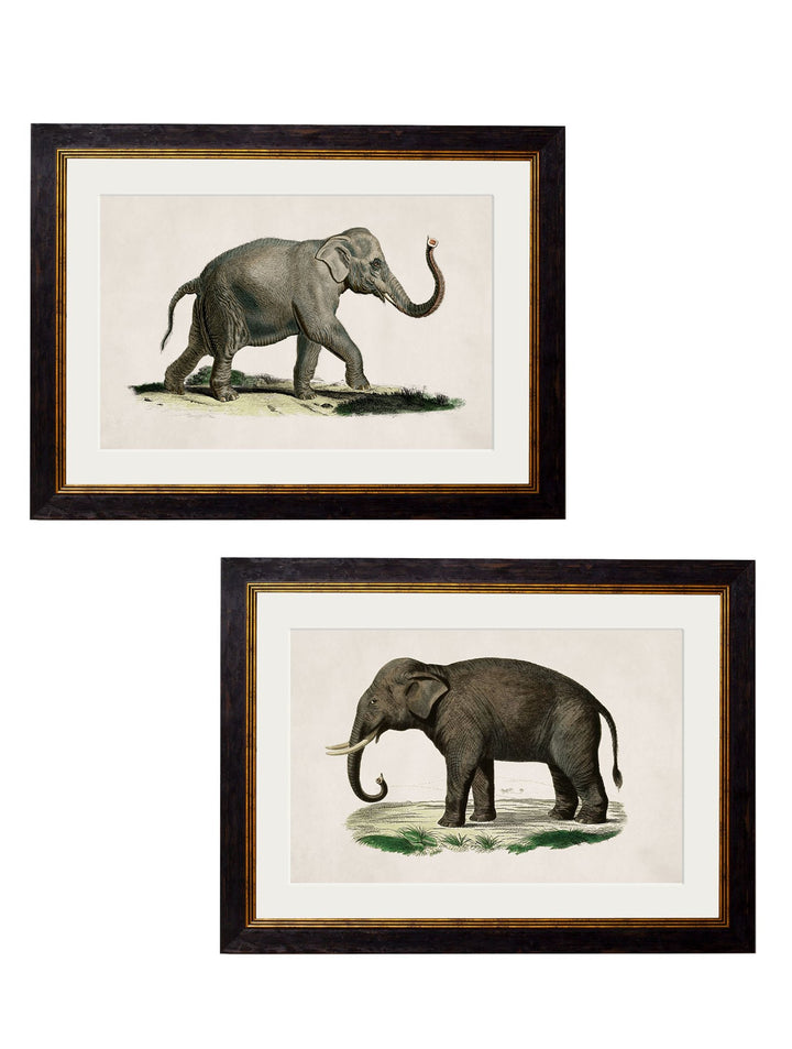 c.1846 Elephants - TheArtistsQuarter