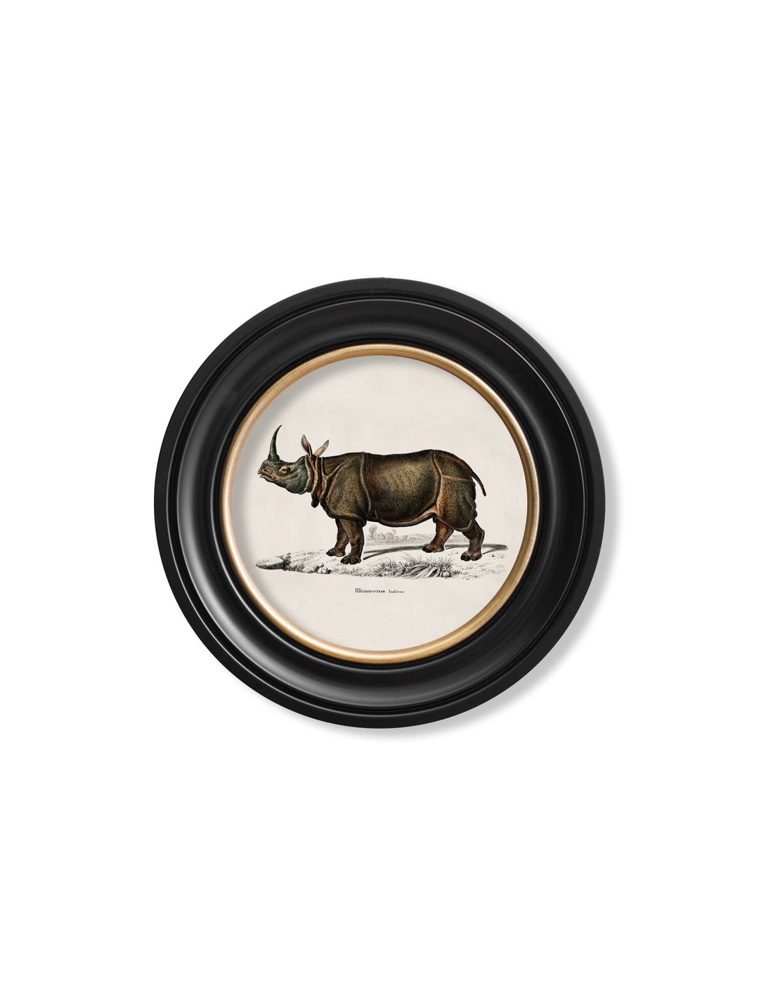 c.1846 Rhino & Hippo - Round Frames - TheArtistsQuarter