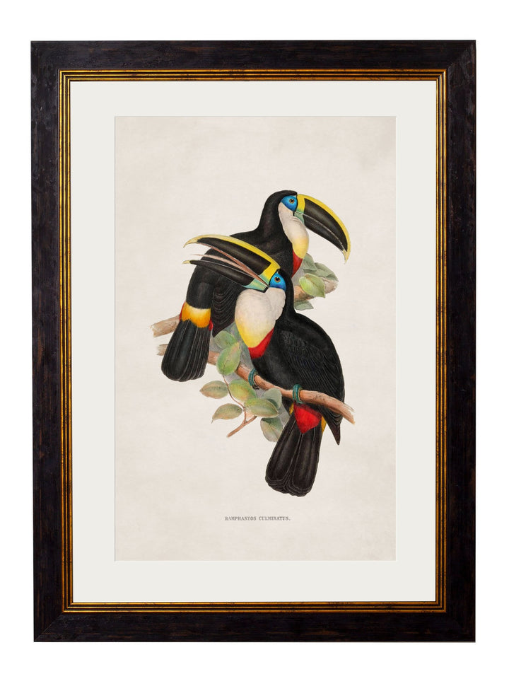 c.1848/1809 Toucans - TheArtistsQuarter