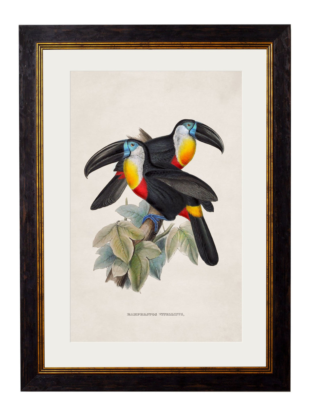 c.1848/1809 Toucans - TheArtistsQuarter