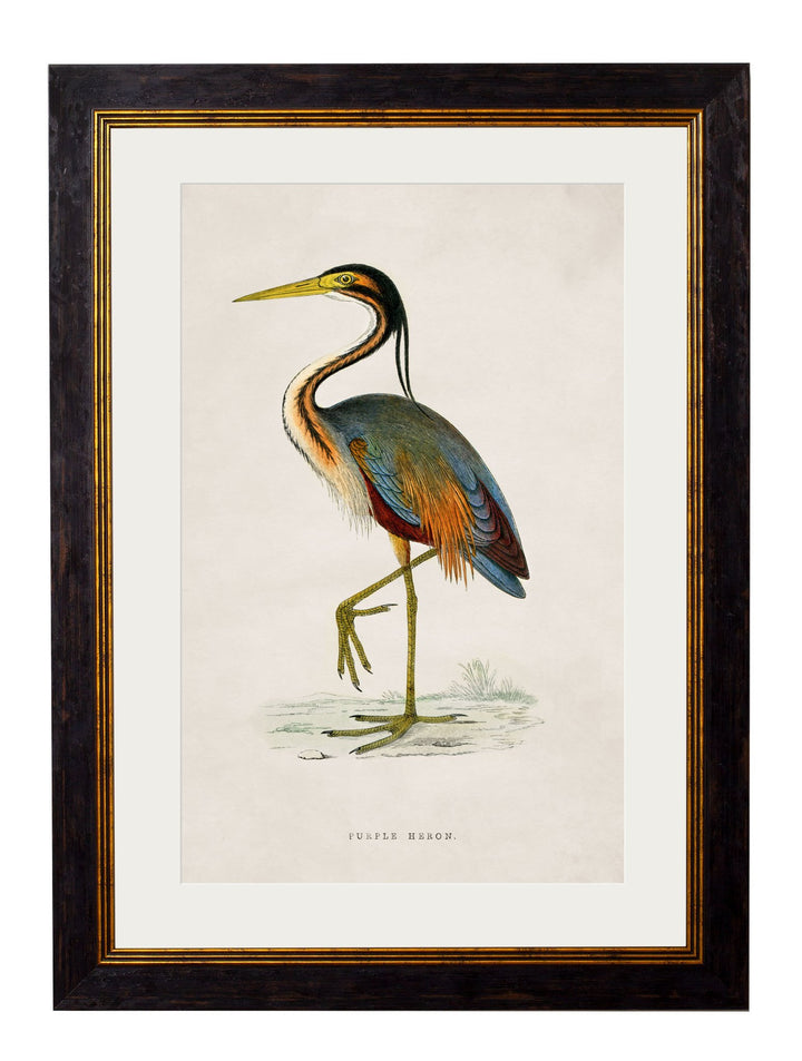 c.1850's British Wading Birds - TheArtistsQuarter