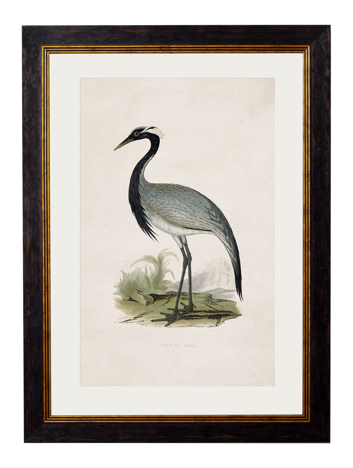 c.1850's British Wading Birds - TheArtistsQuarter