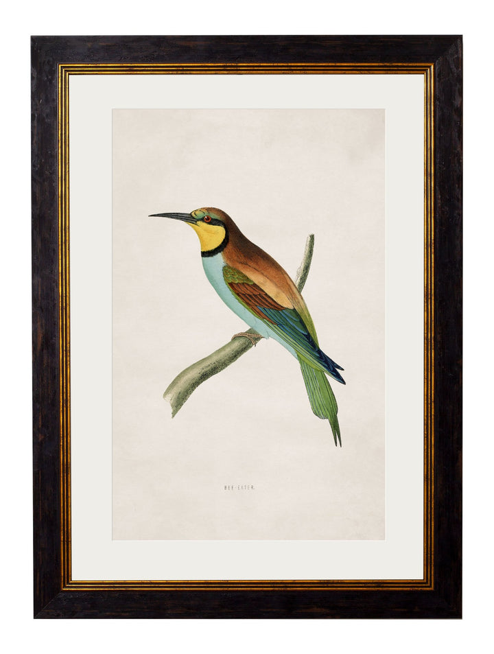 c.1870 Kingfisher & Bee Eater - TheArtistsQuarter