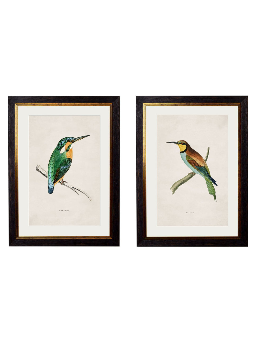 c.1870 Kingfisher & Bee Eater - TheArtistsQuarter