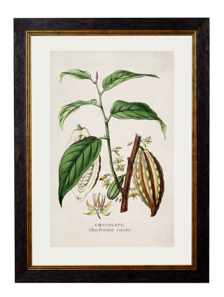 c.1877 Tea, Coffee and Chocolate Plants - TheArtistsQuarter