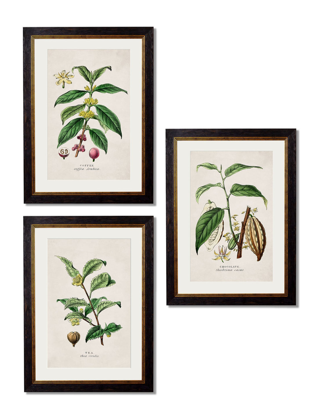 c.1877 Tea, Coffee and Chocolate Plants - TheArtistsQuarter