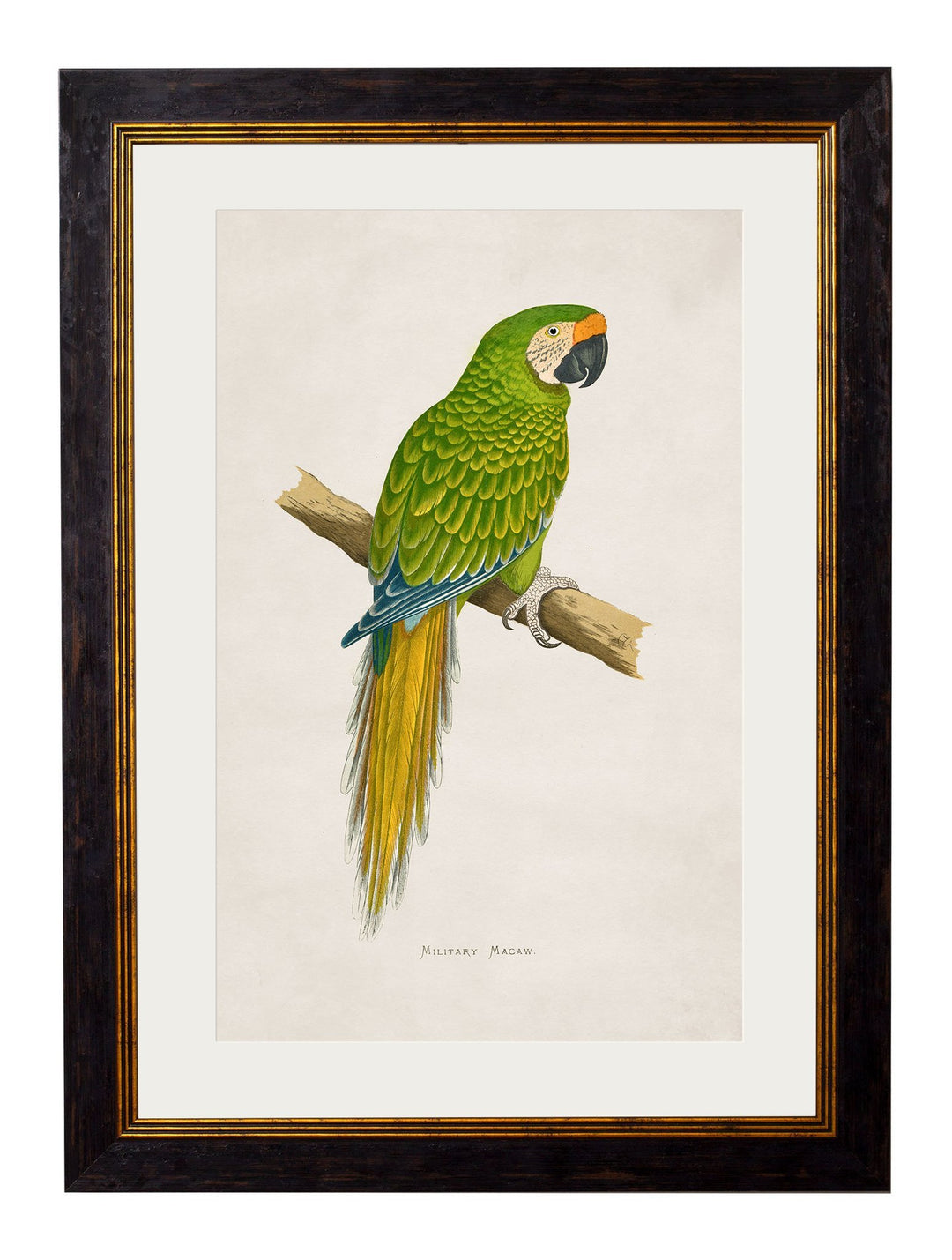 c.1884 Macaws - TheArtistsQuarter