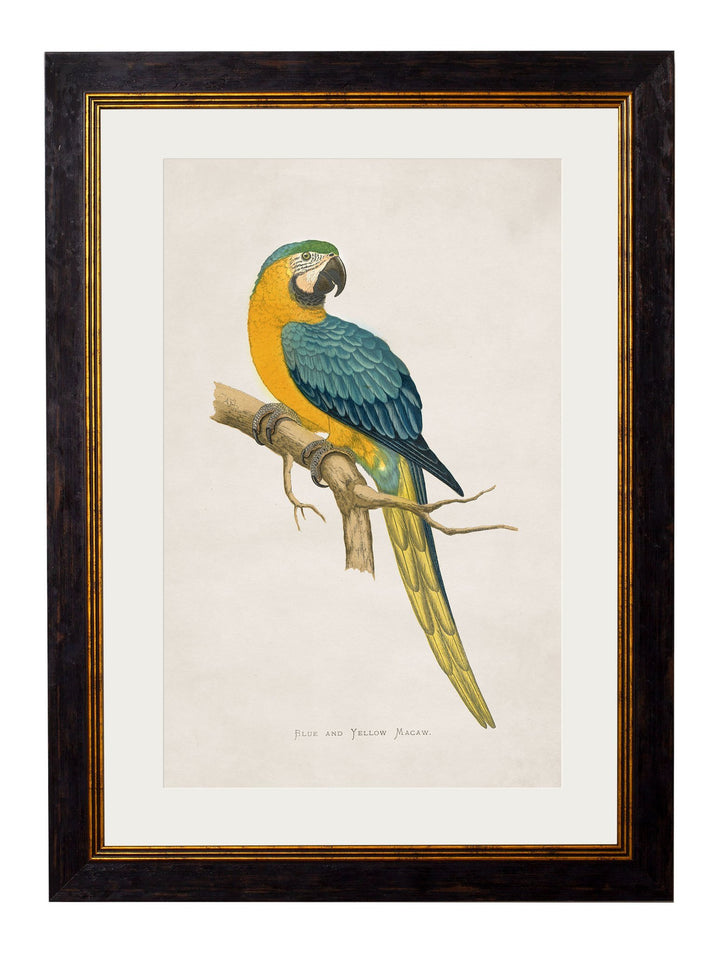 c.1884 Macaws - TheArtistsQuarter