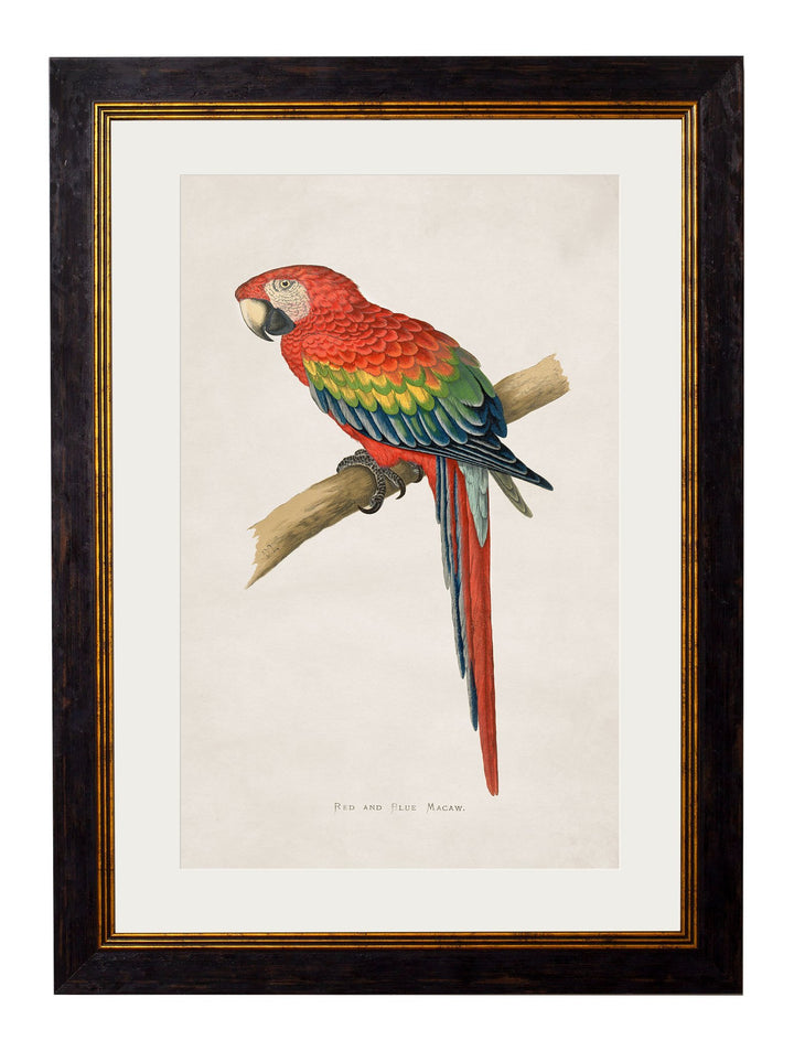 c.1884 Macaws - TheArtistsQuarter