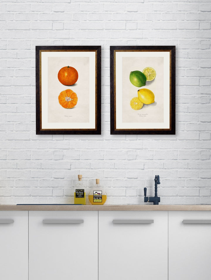 c.1886 Study of Citrus Fruit - TheArtistsQuarter