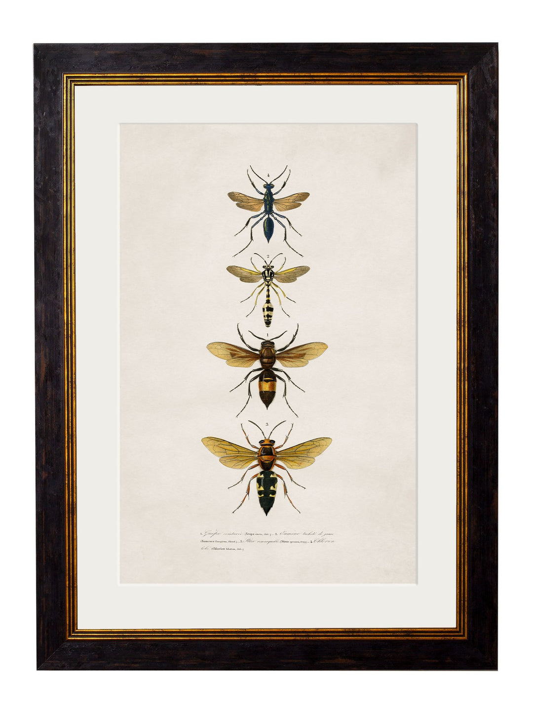 c.1892 Bees and Wasps - TheArtistsQuarter