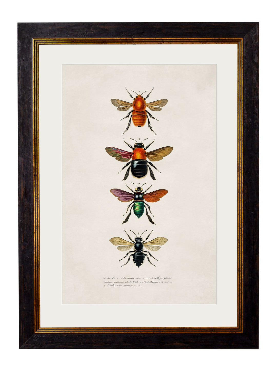 c.1892 Bees and Wasps - TheArtistsQuarter