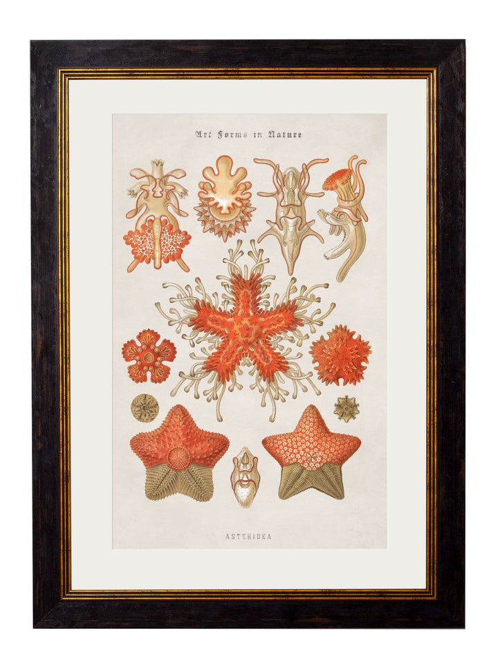 c.1904 Haeckel Marine Animals - TheArtistsQuarter