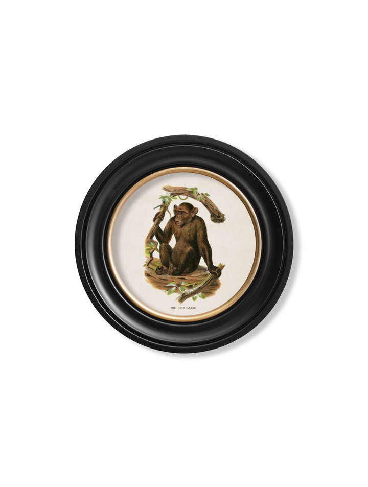 c.1910 Collection of Primates in Round Frames - TheArtistsQuarter