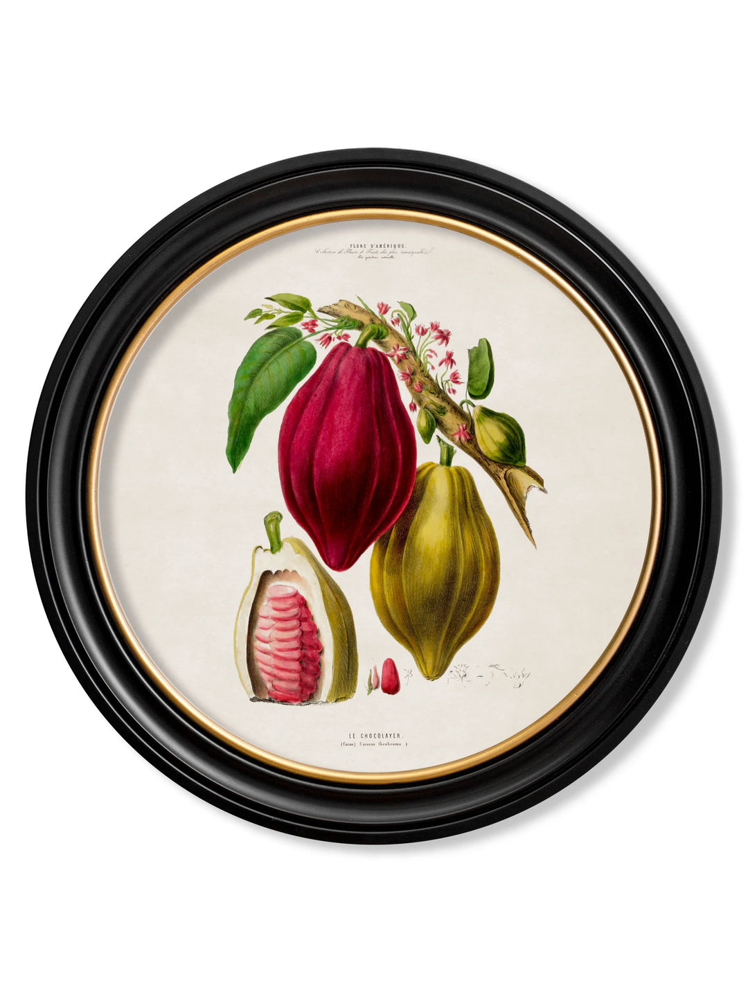 c.1843 Chocolate Plant - Round Frame - TheArtistsQuarter