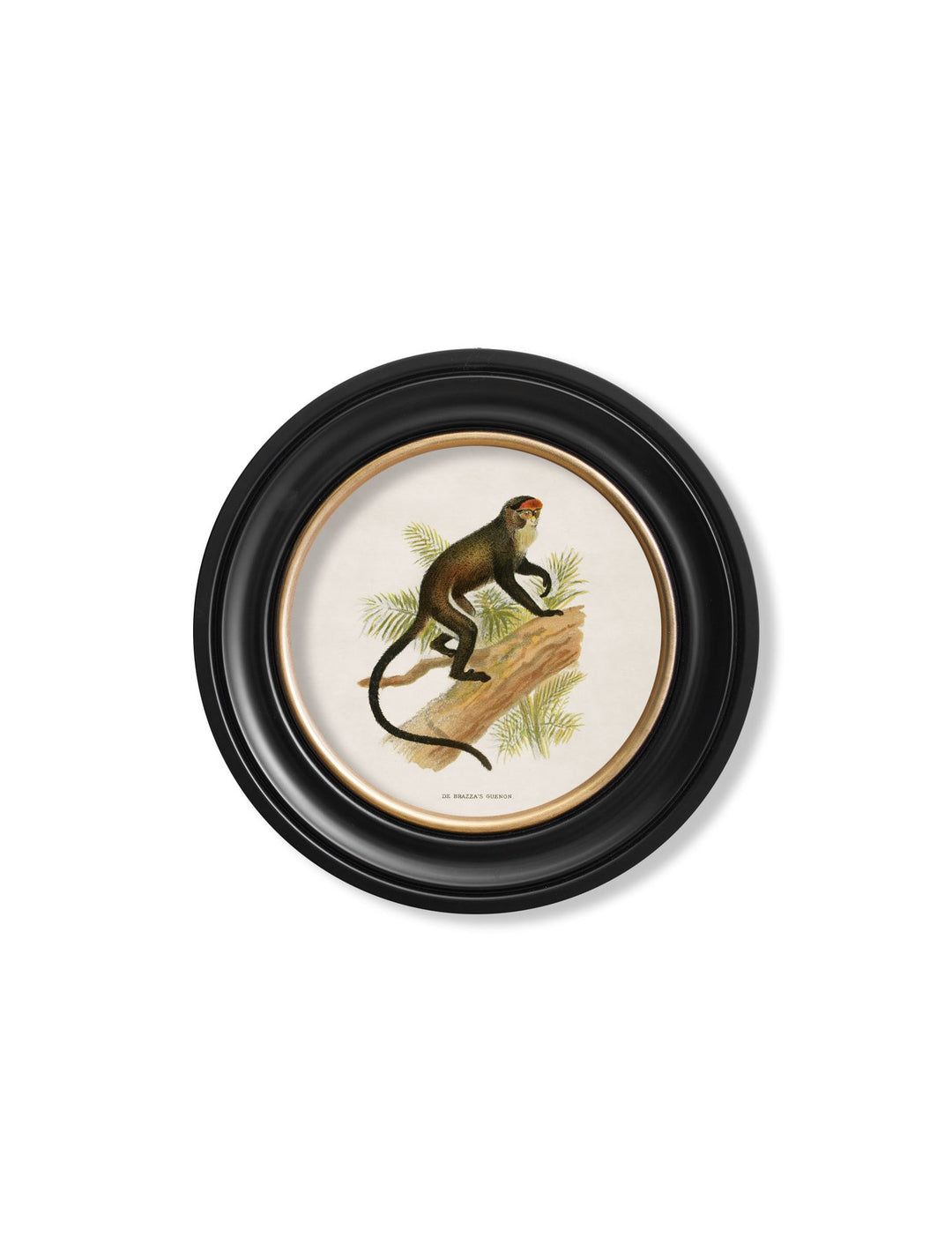 c.1910 Collection of Primates in Round Frames - TheArtistsQuarter