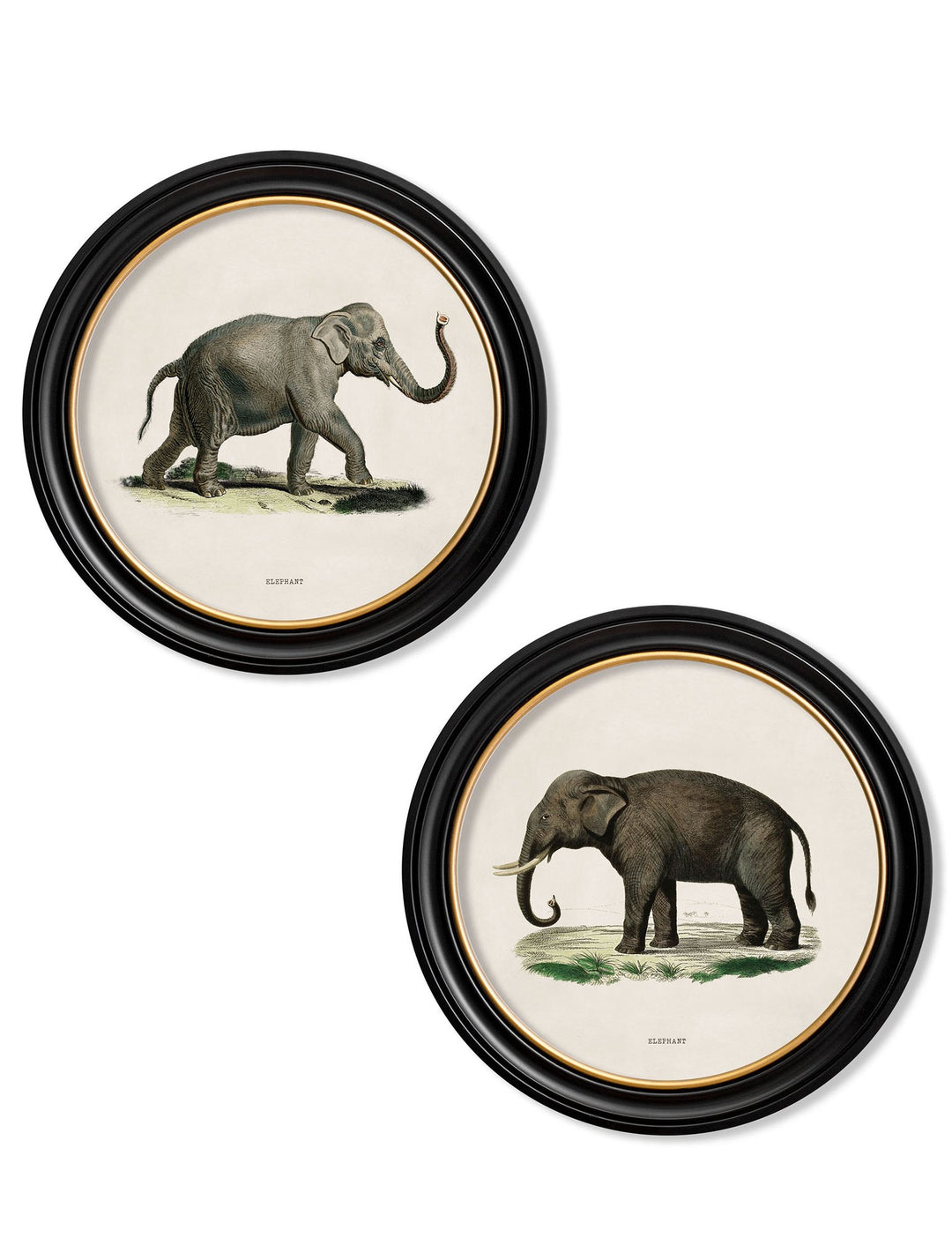 c.1846 Elephants in Round Frame - TheArtistsQuarter