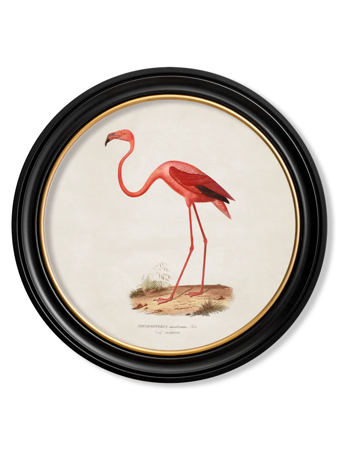 c.1830 Flamingo - Round Frame - TheArtistsQuarter