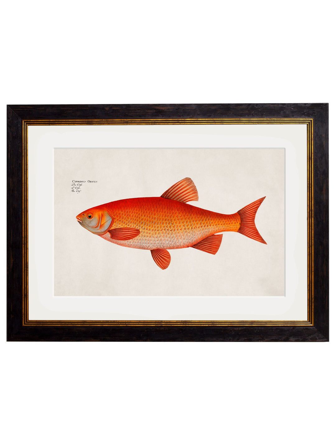 c.1785 Goldfish and Golden Orfe - Round Frame - TheArtistsQuarter