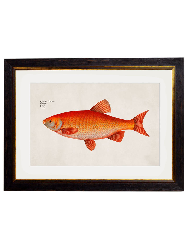 c.1785 Goldfish and Golden Orfe - Round Frame - TheArtistsQuarter