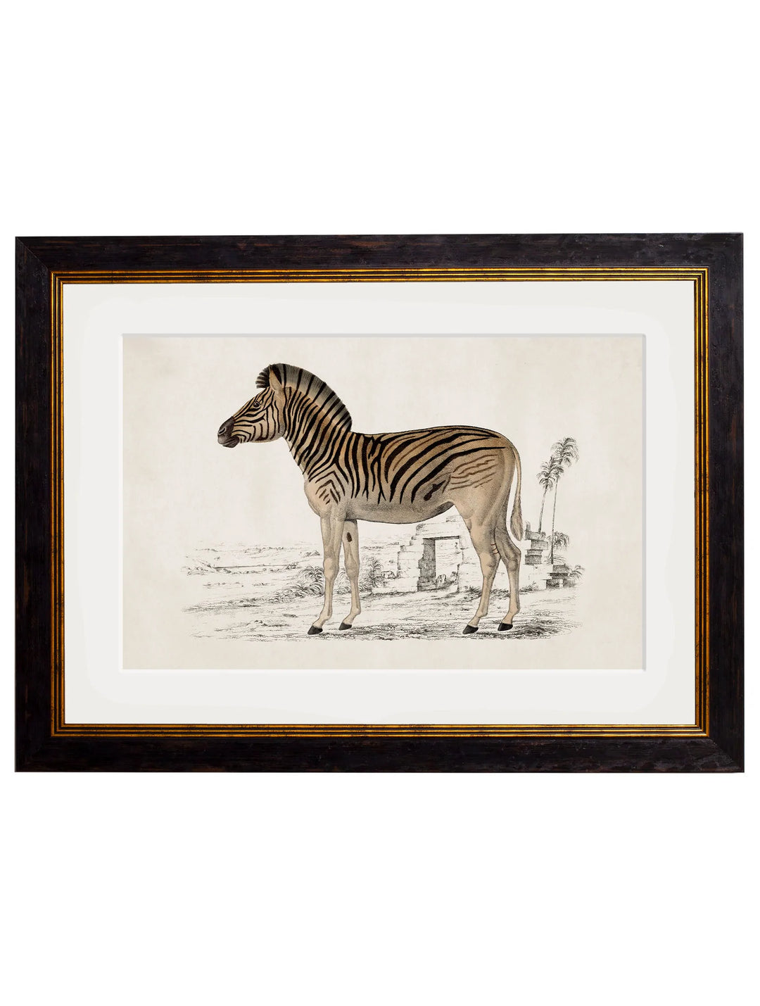 c.1774 Zebra - TheArtistsQuarter