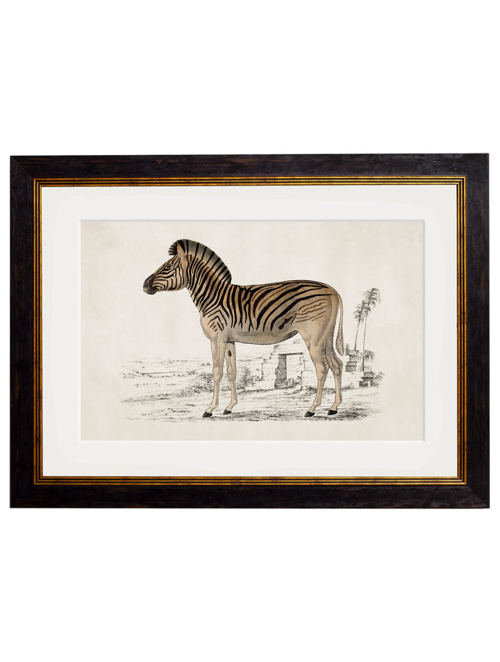 c.1774 Zebra - TheArtistsQuarter