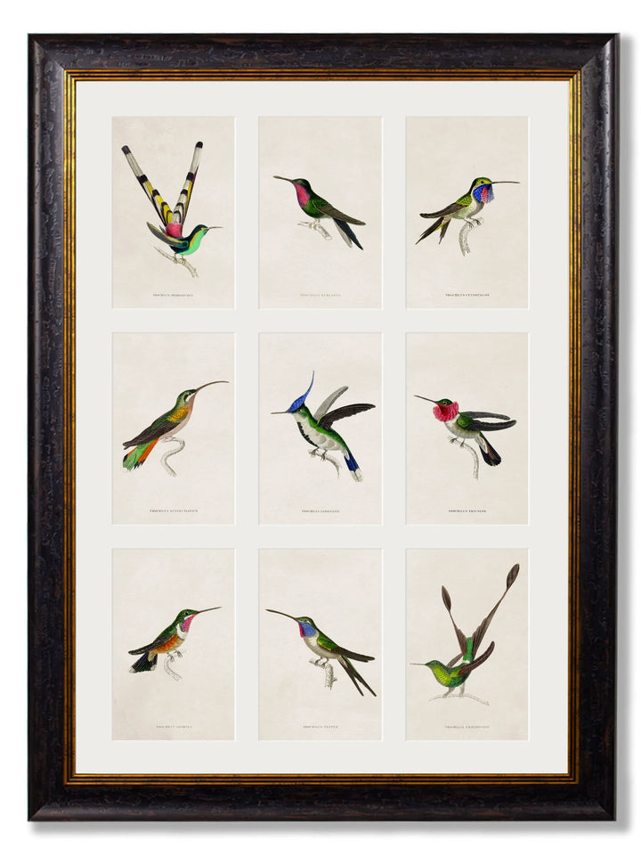 C.1833 Hummingbirds - TheArtistsQuarter