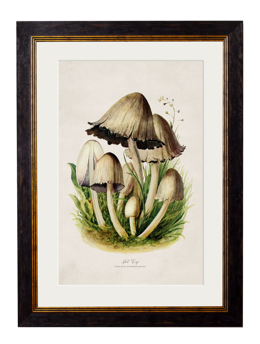 c.1913 Edible Mushrooms - TheArtistsQuarter