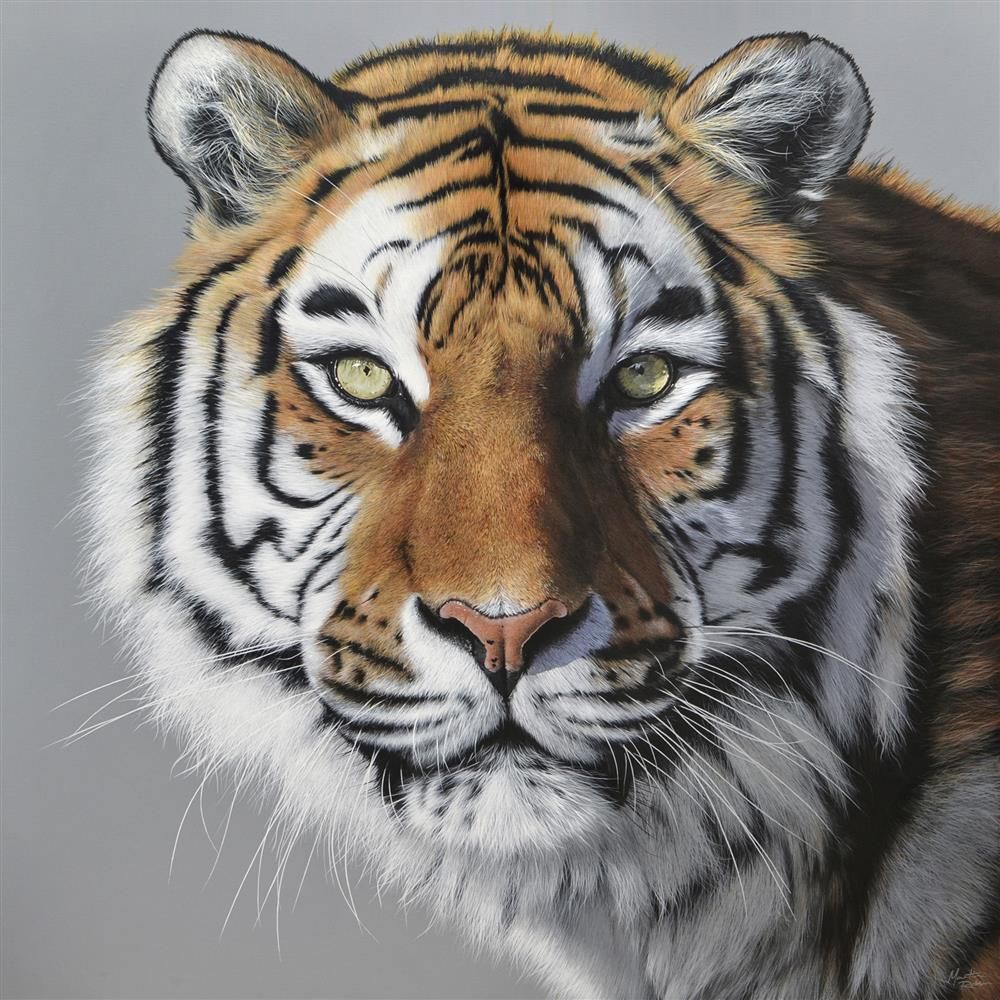 Amur Tiger By Martin Robson Limited Edition - TheArtistsQuarter