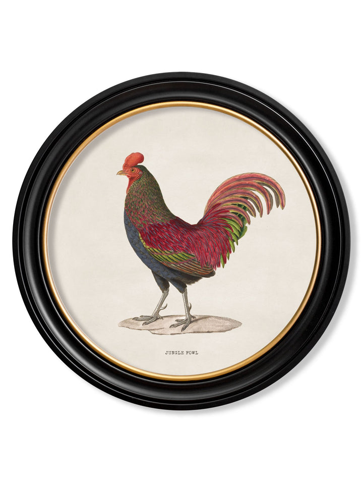 c.1838 Junglefowl in Round Frames - TheArtistsQuarter