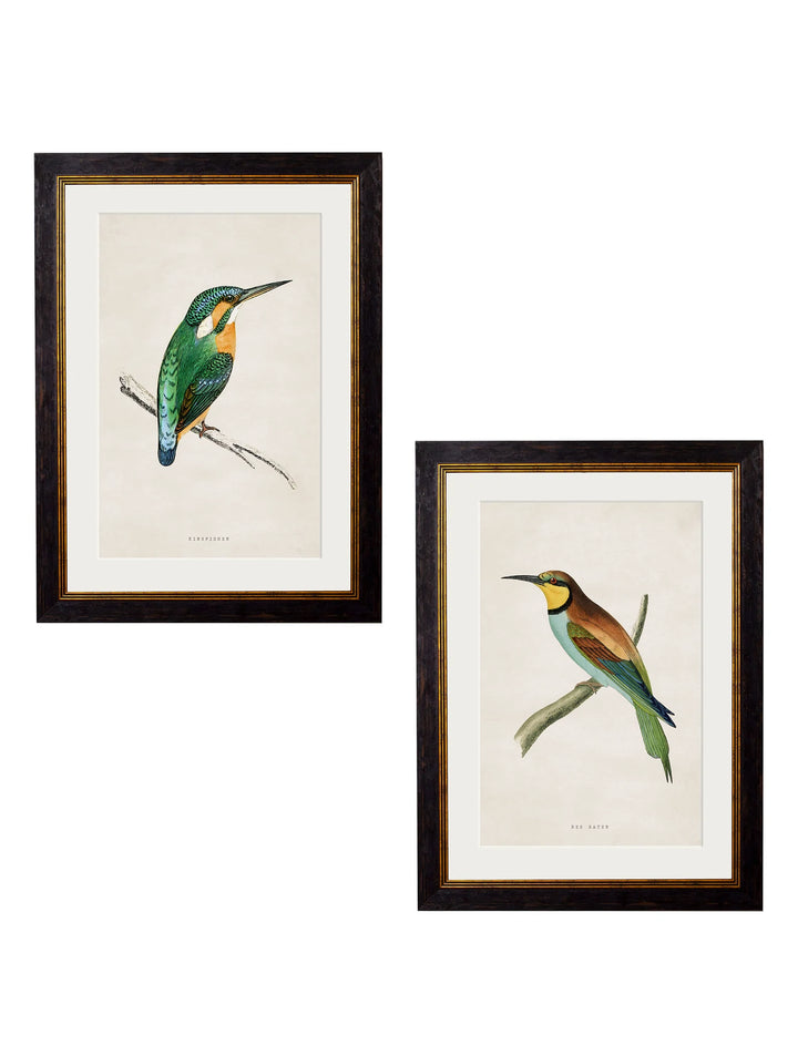 c.1870 Kingfisher & Bee Eater - TheArtistsQuarter