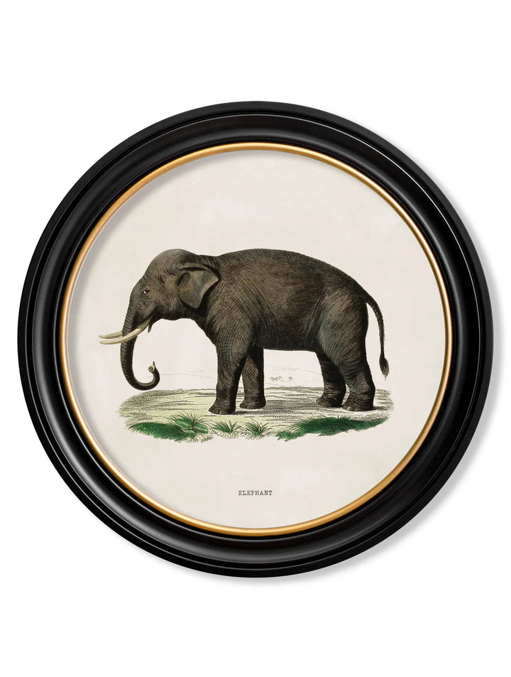 c.1846 Elephants in Round Frame - TheArtistsQuarter