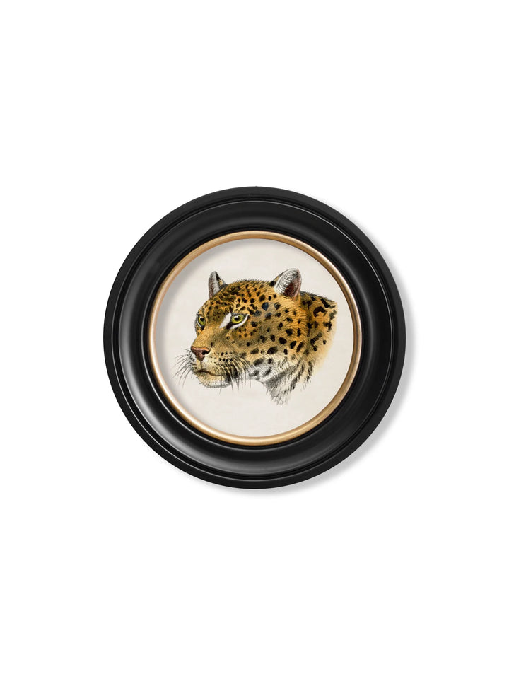 C.1901 Leopards Round Frame - TheArtistsQuarter