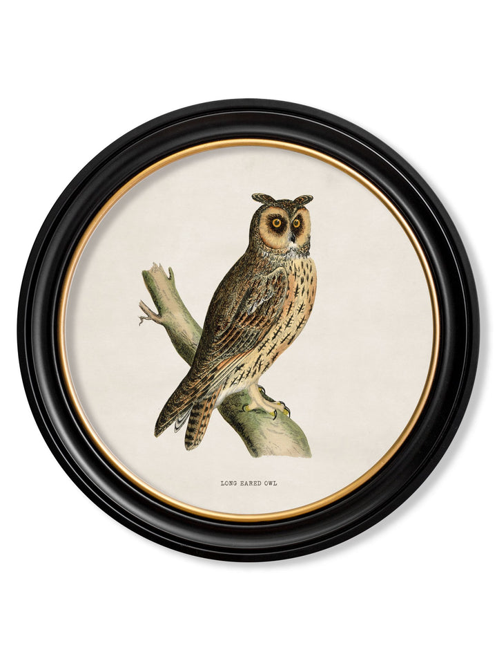 c.1870 British owls in Round Frames - TheArtistsQuarter