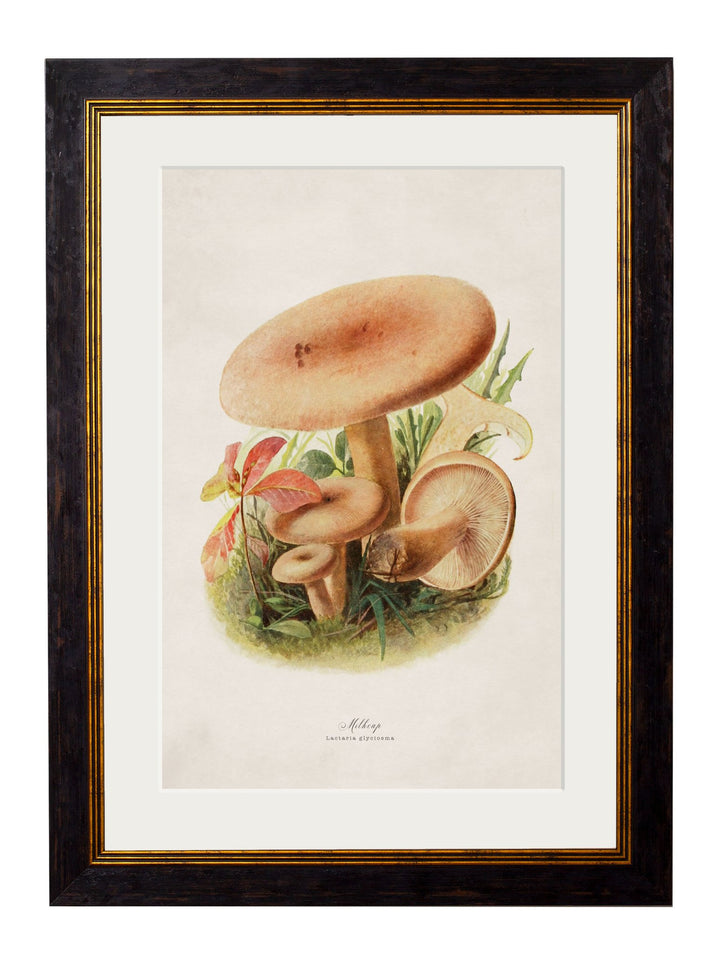 c.1913 Edible Mushrooms - TheArtistsQuarter