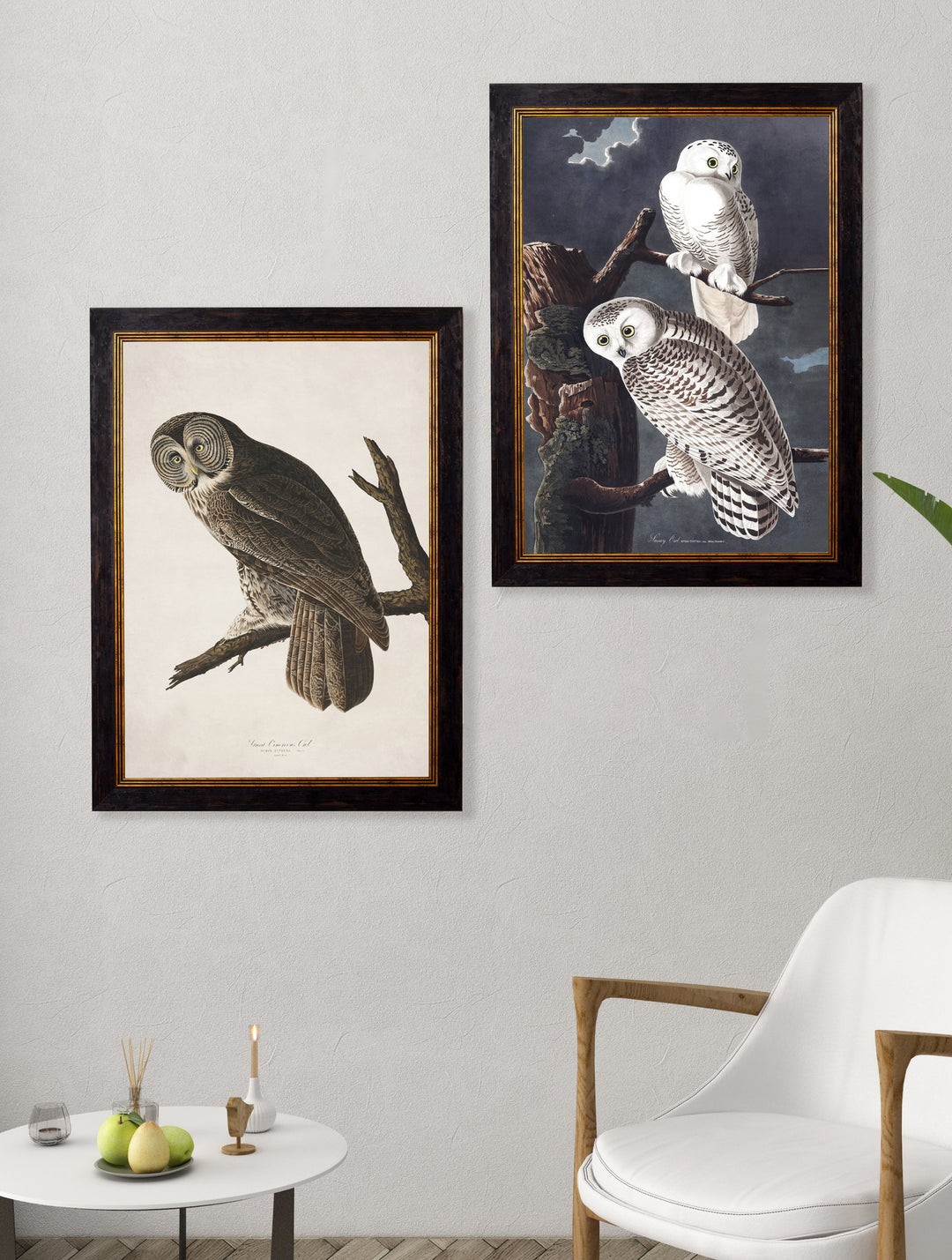 c.1838 Audubon's Owls - TheArtistsQuarter