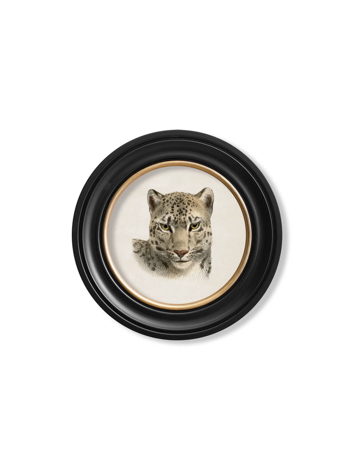 C.1901 Leopards Round Frame - TheArtistsQuarter