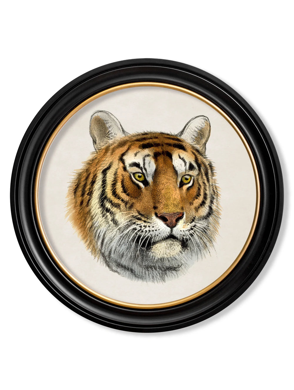 C.1901 Tiger Round Frame - TheArtistsQuarter