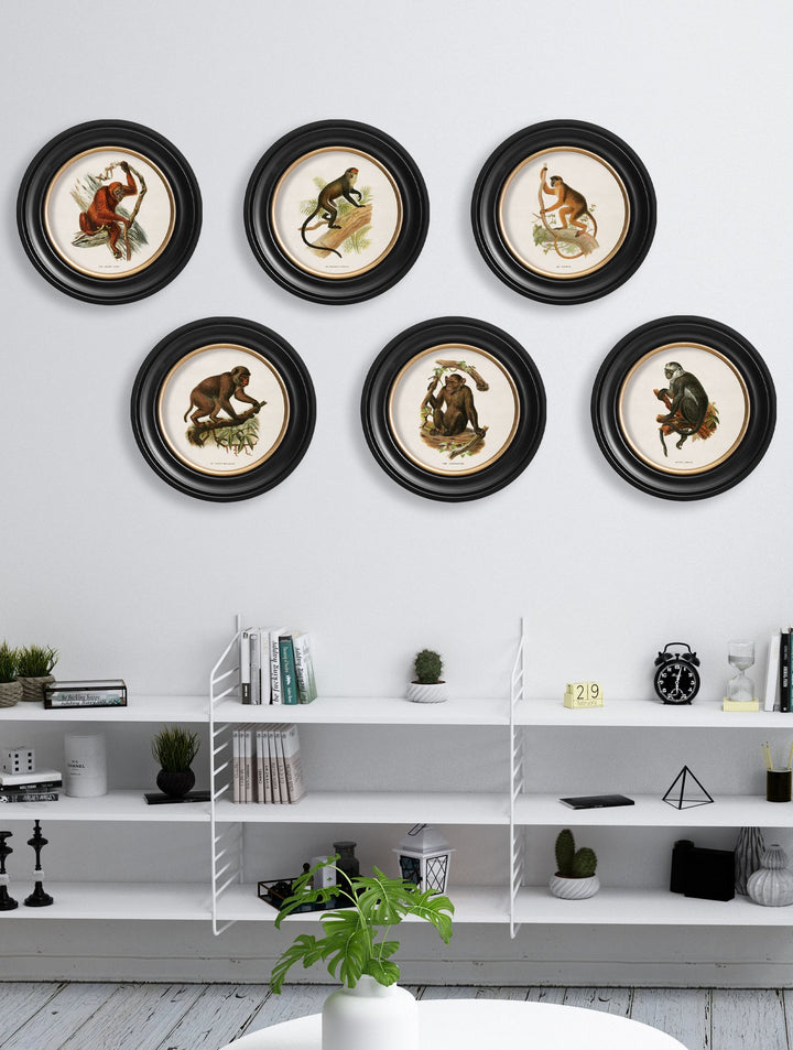 c.1910 Collection of Primates in Round Frames - TheArtistsQuarter